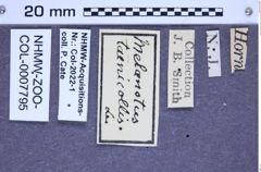 Etikette zu Melanotus taenicollis (LeConte, 1853) (NHMW-ZOO-COL-0007795)